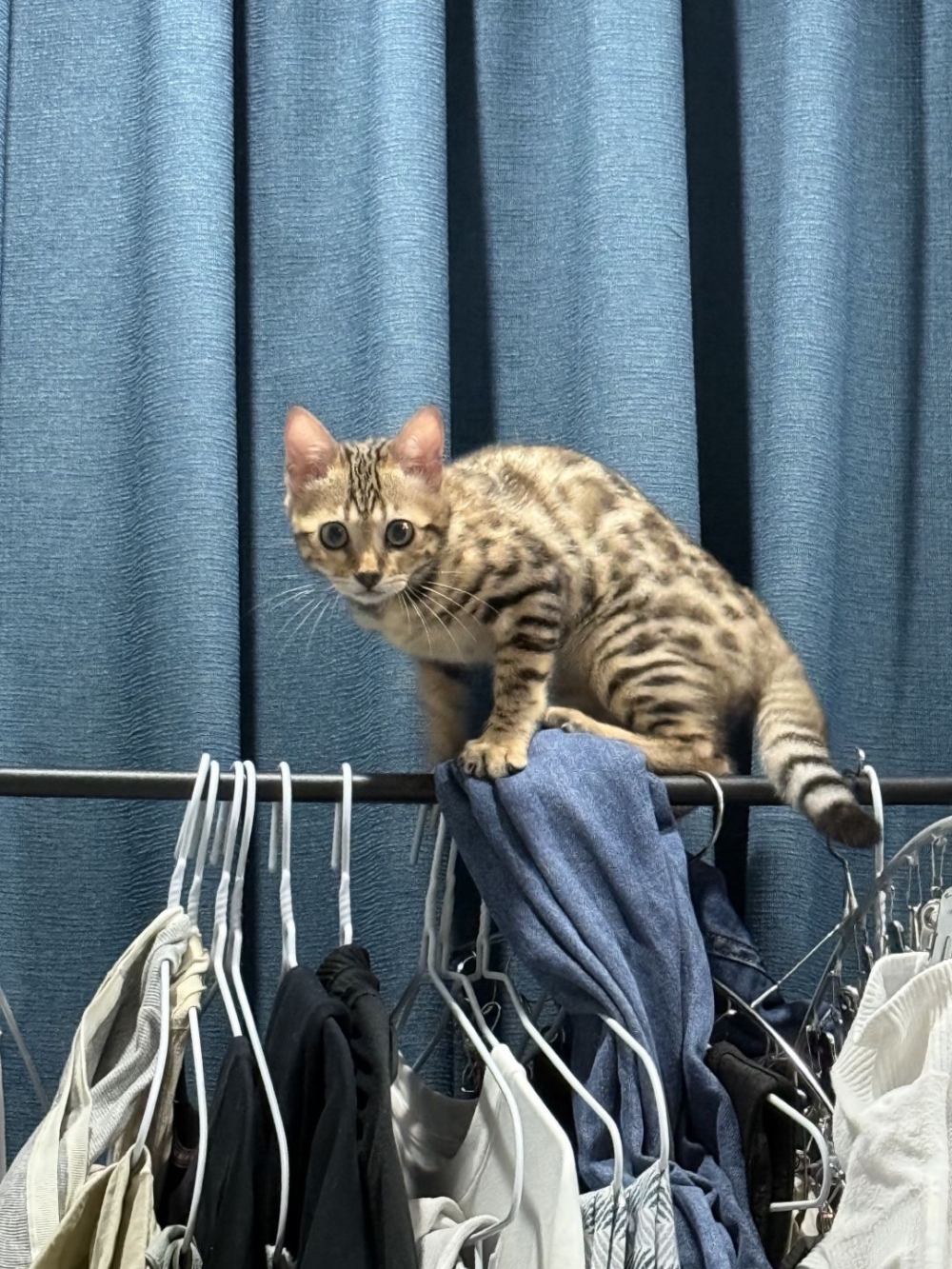 奴才：謹慎為妙嘛