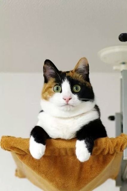 三花貓常常毫無預警地變得不高興，讓人摸不著頭腦。