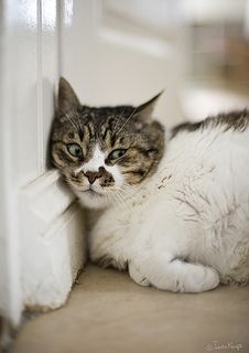 貓咪步入老年後有些變化可能是疾病的徵兆