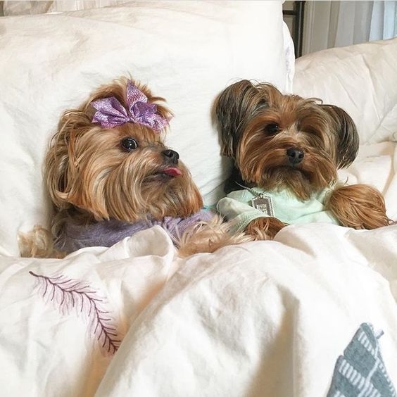 提醒大家謹慎考量自己的飼養能力,避免日後出現遺棄的情況!