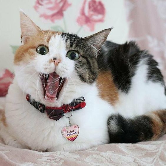 三花天生擁有「小公主」的傲氣。