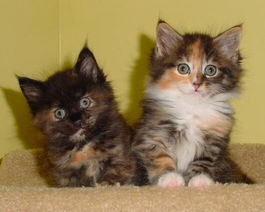 三花貓和玳瑁貓的區別