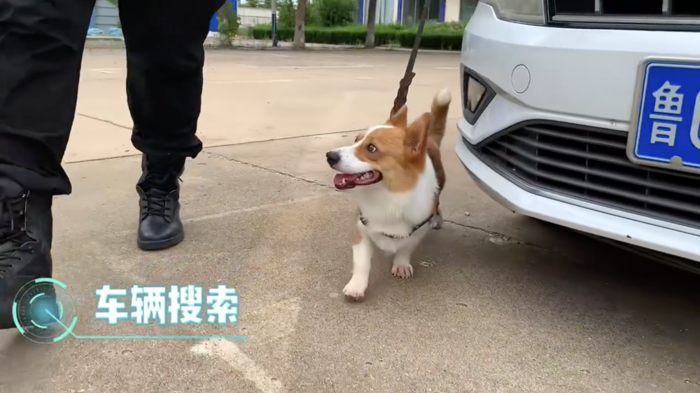 警犬考核：車輛搜索