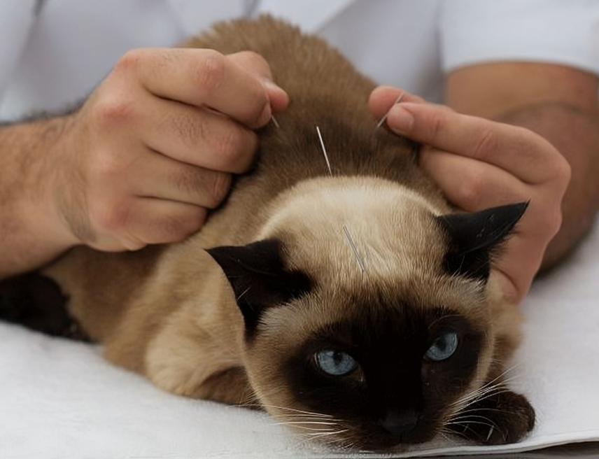 選擇合適的療法應根據每隻寵物的具體情況來定