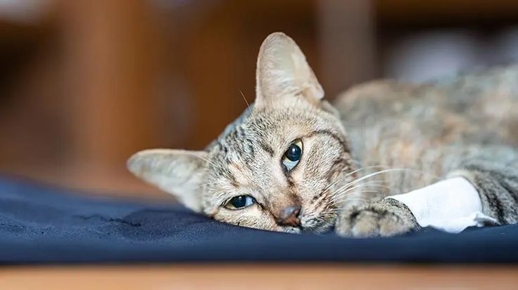 糖尿病分為兩種類型