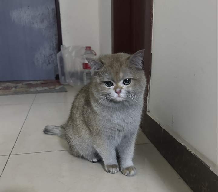 名叫金勾釣的英國短毛貓在家中誤觸電磁爐，導致一場嚴重的火災！