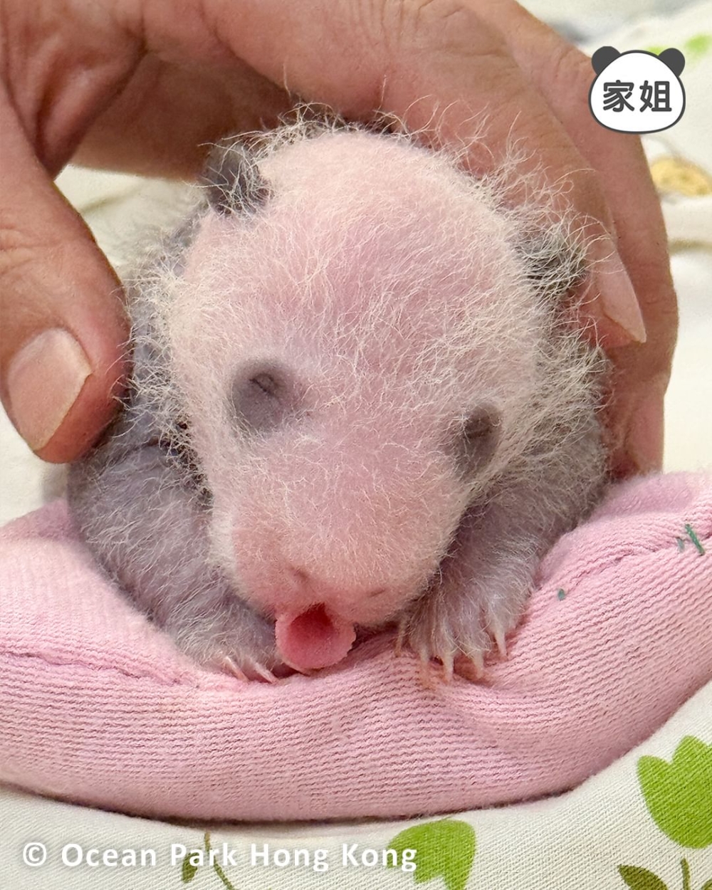 熊貓姐姐睡夢中做出可愛的表情