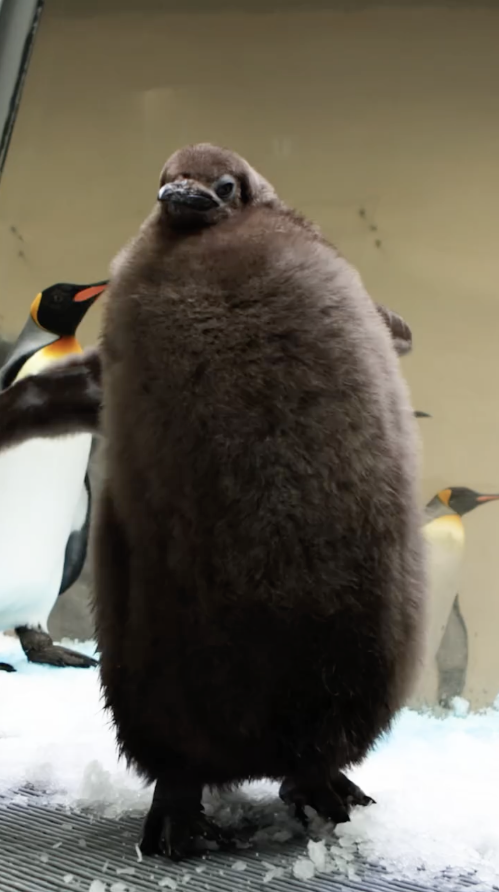 每天Pesto要吃掉20-30條魚，約一週可消耗24公斤的魚，這種驚人的食量讓牠的體型異常圓潤，走起路來搖搖晃晃，十分可愛！