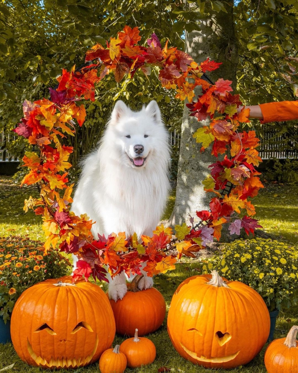 Felix的魅力在於牠極具個性的拍照技巧！