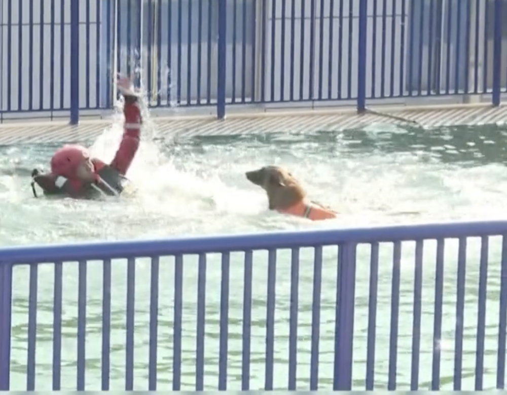 這隻搜救犬本來正在執行模擬救援落水者的任務