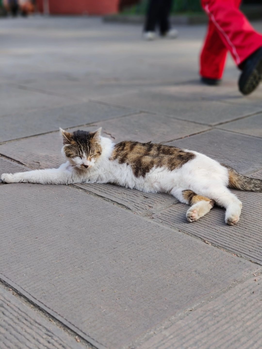 如飛已經成為文殊院的一道獨特風景線,成為了寺廟中的一大亮點~