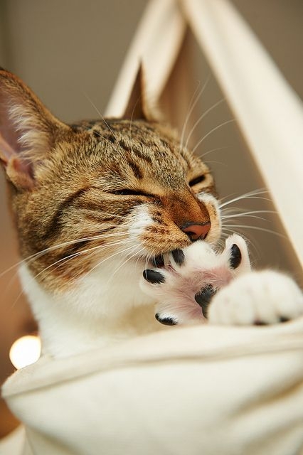 高齡貓咪常見疾病：關節炎