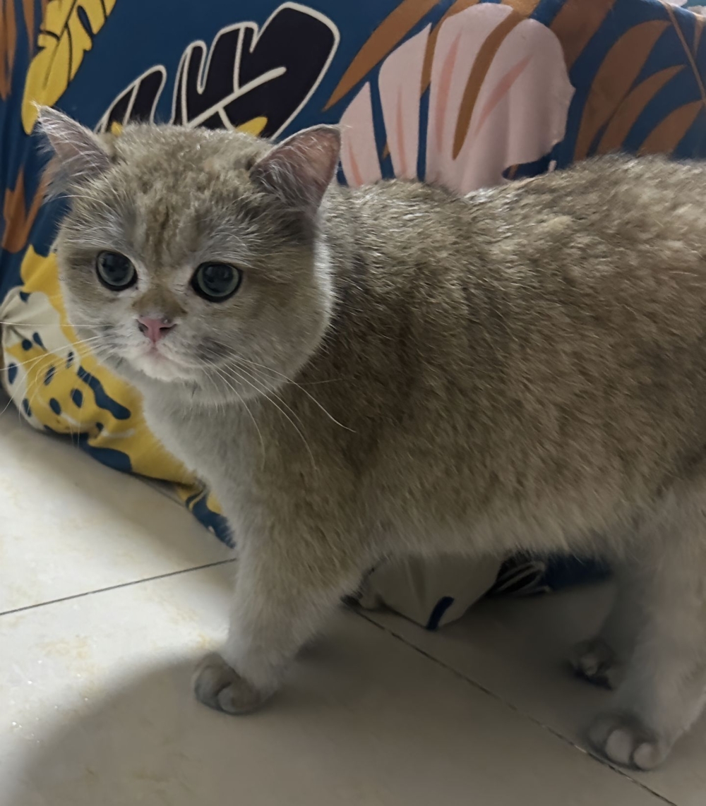 幸運的是，這只調皮的小貓在事故中毫髮無傷