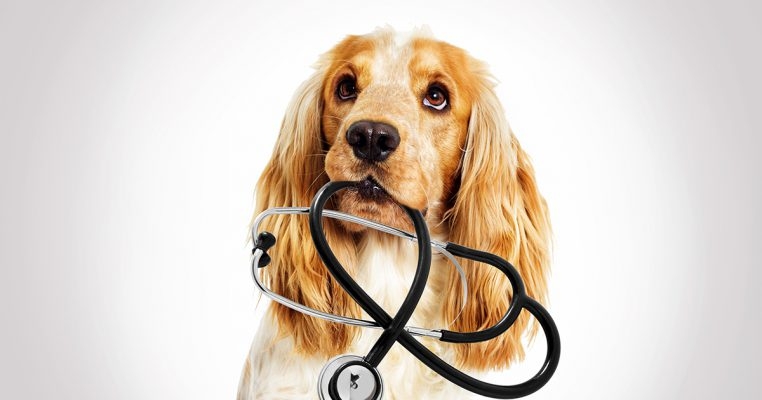 寵物保險在一定程度上減輕主人的負擔。