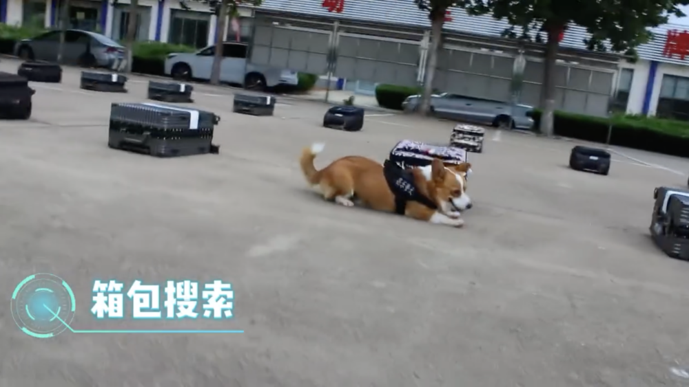警犬考核：箱包搜索