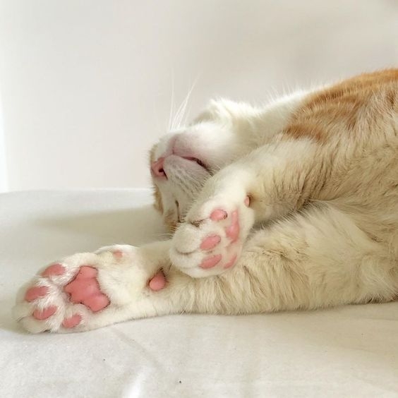 貓咪的肉球不僅可愛，還有非常實用的功能