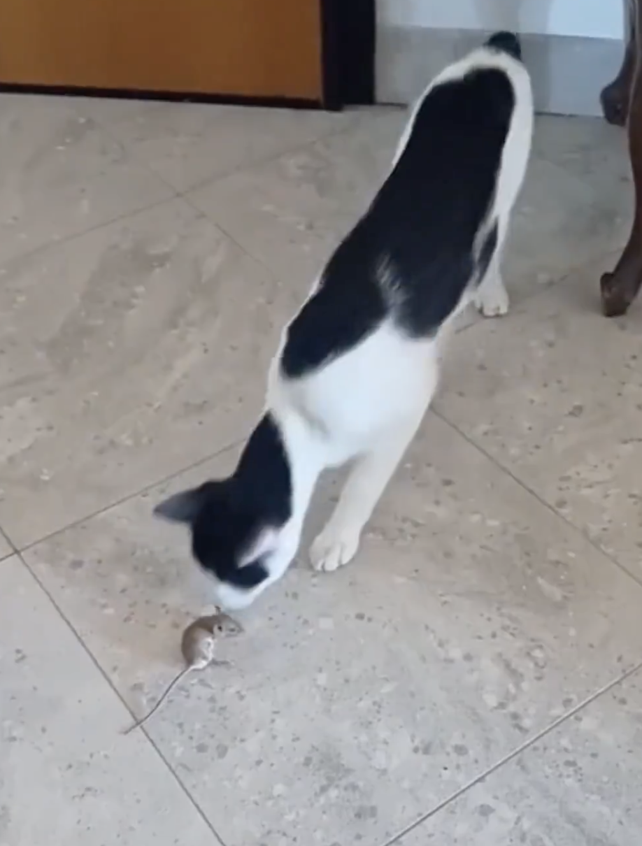 奴才：別靠太近，牠會害怕