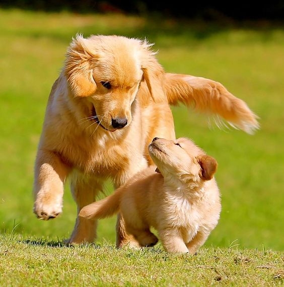 老年狗的性格可能出現變化，變得更容易焦躁或易怒～