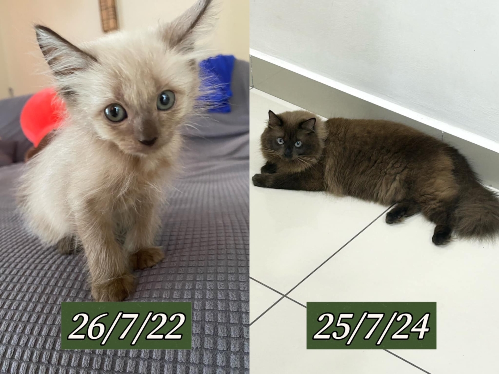 剛出生的暹羅貓通常是白色或淺色，隨著年齡增長，體溫較低的部位首先會變深，並逐漸擴展至全身！