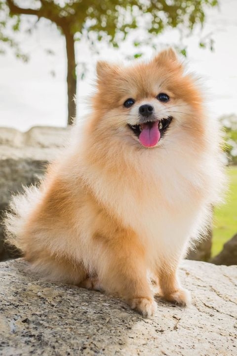 博美犬 (Pomeranian)