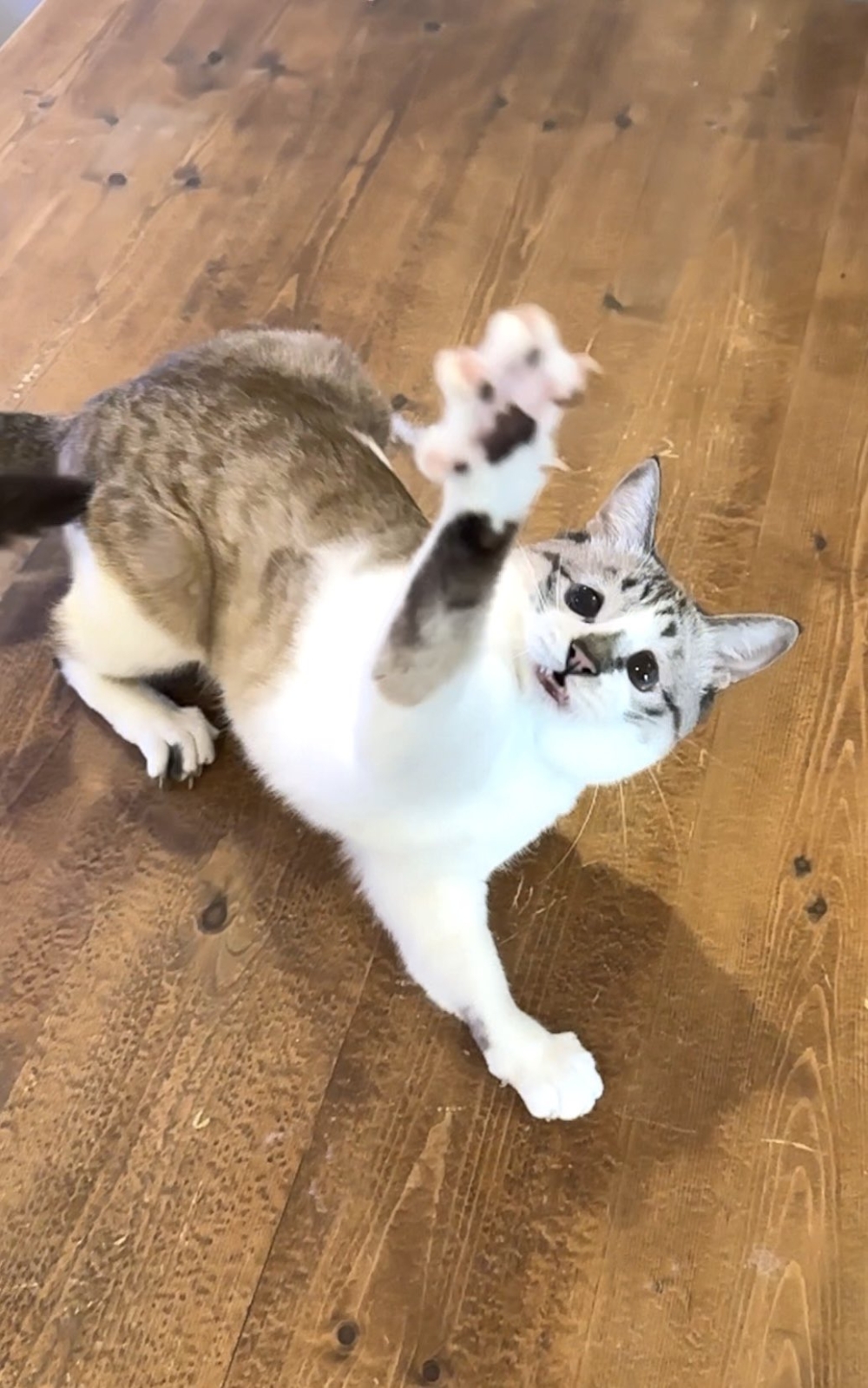 奴才：是你自然掉落的毛毛啦