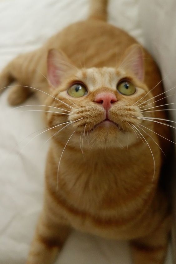 照顧一隻高齡貓咪是責任與愛心的象徵