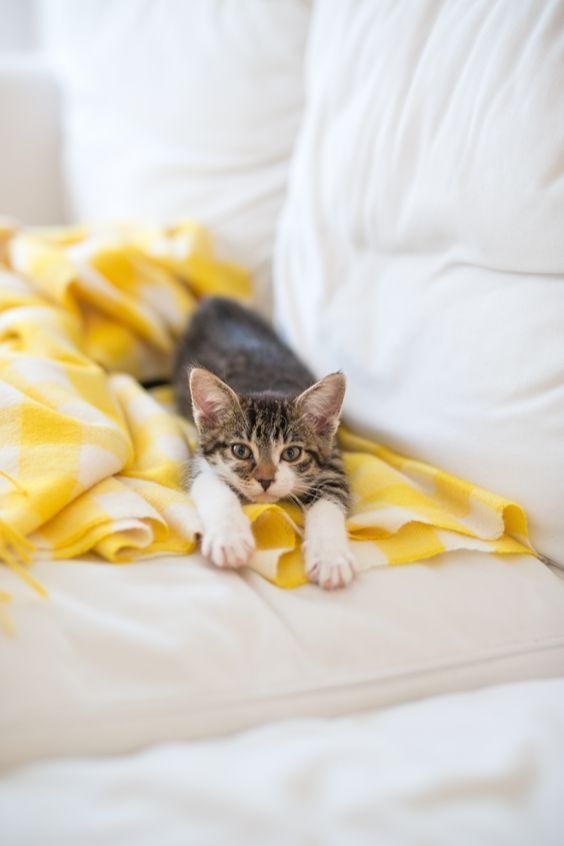 像人類一樣，貓咪在睡醒後常常會伸懶腰來舒展筋骨