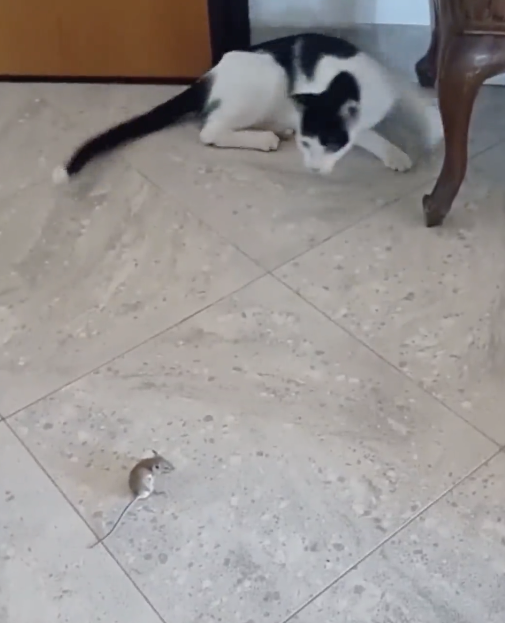 奴才：你別傷害牠喔