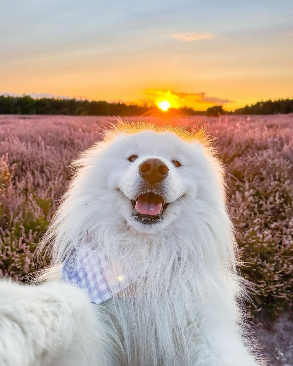 Felix的主人是一位熱愛旅遊的德國網友，他經常帶著Felix遊歷世界