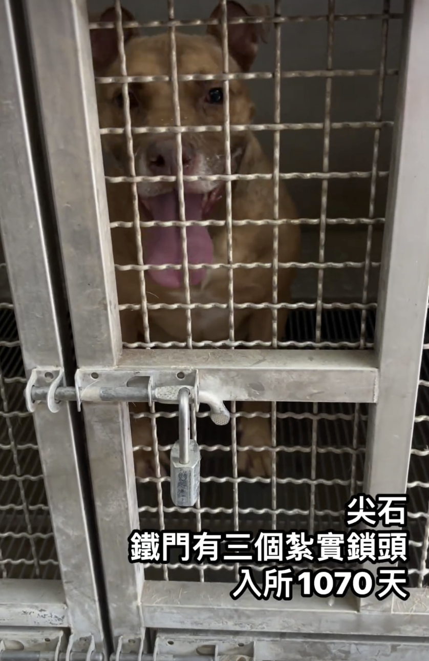 台灣政府對比特犬飼養有嚴格限制,只有約2000名經過訓練的飼主有資格認養~
