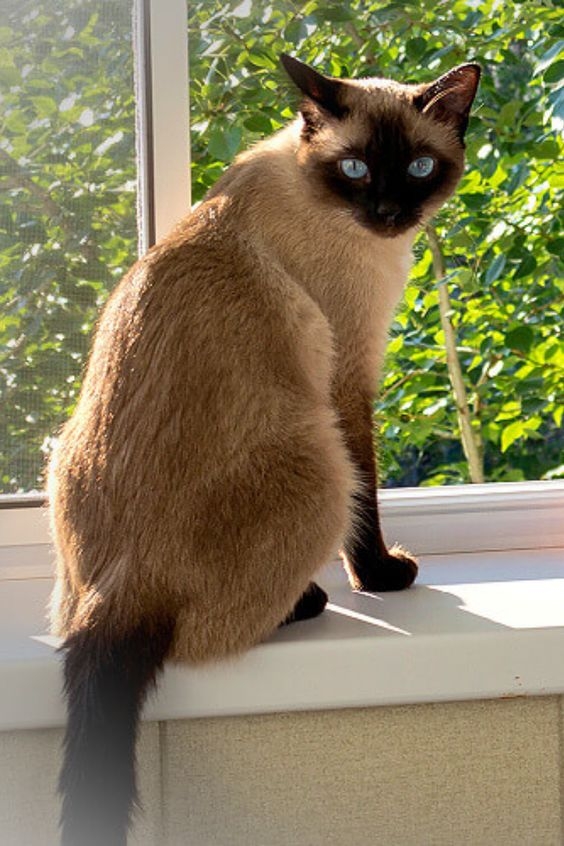 除了溫度和年齡，陽光也會影響貓咪的毛色！