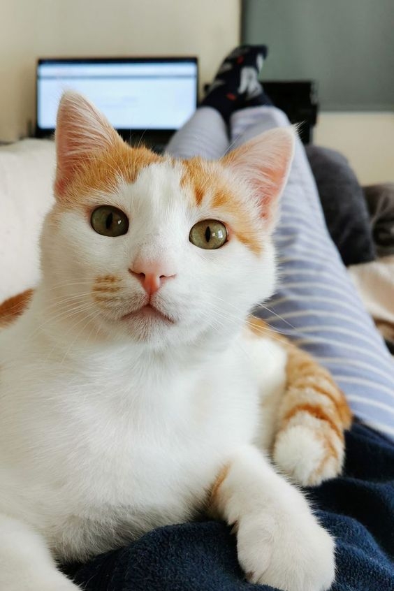 觀察貓咪的肢體語言可以幫助你更好地理解牠的情緒狀態