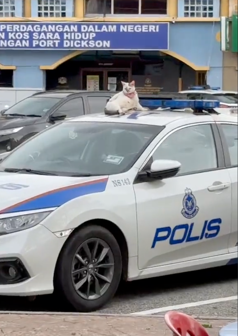 刀疤貓正慵懶地躺在警車上。