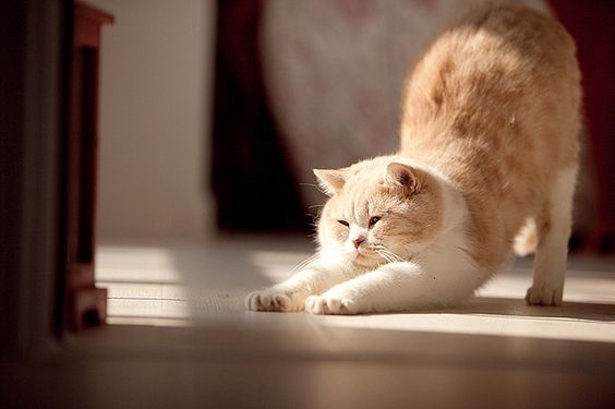 在貓咪的發情期，伸懶腰也是一種頻繁出現的行為！