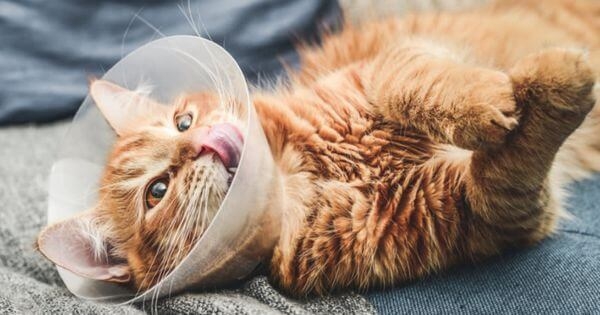 戴頭套避免貓咪舔拭傷口。