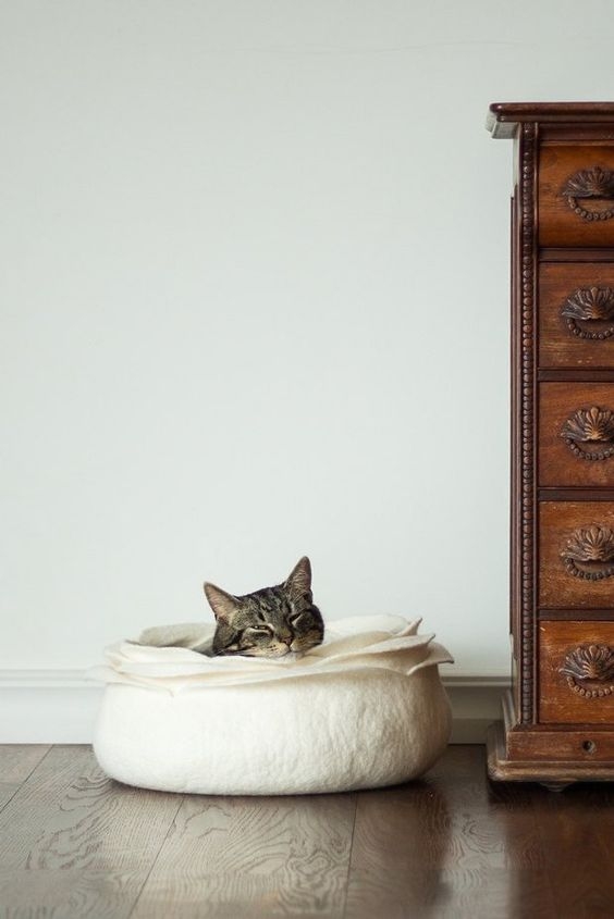 高齡貓咪常見疾病：甲狀腺機能亢進