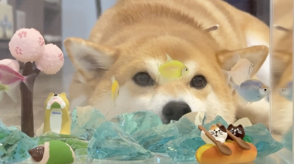 奴才：哎呦～那很抱歉欸