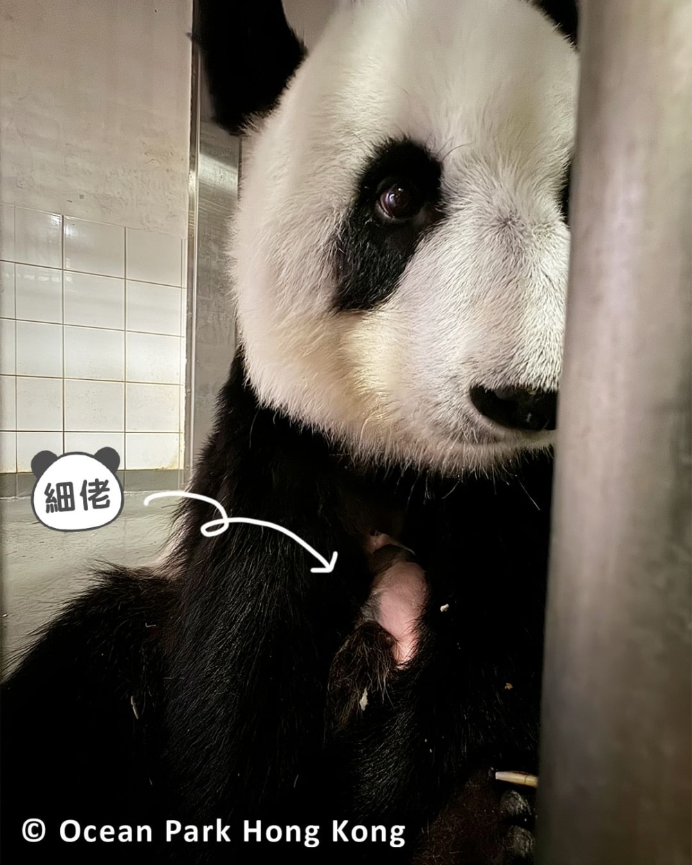 熊貓弟弟被母親抱在懷裡安心睡覺