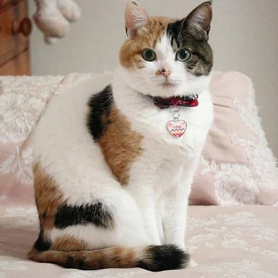 三花貓聰明、觀察力強、充滿警戒心又靈活。