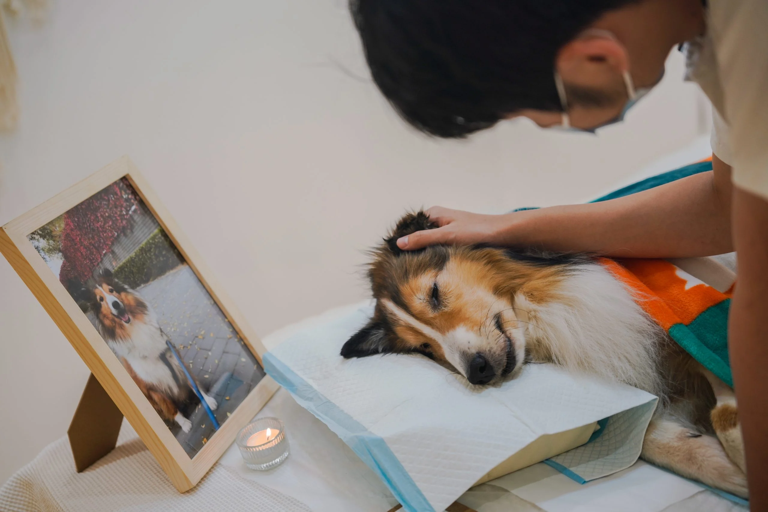 寵物離世後碰水會加快遺體的腐化過程！建議使用濕紙巾輕輕擦拭寵物外表的污垢