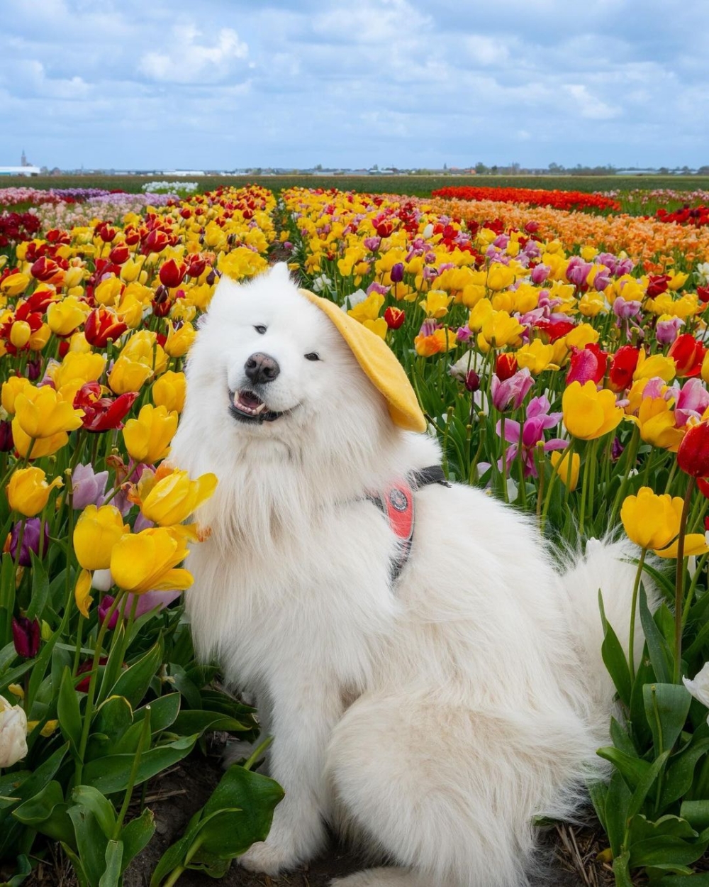 這隻來自德國的狗狗，以其雪白的毛髮和治癒笑容擄獲了全球網友的心！