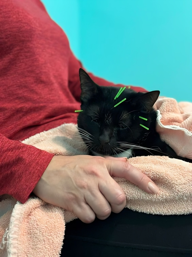 寵物針灸適用於多種疾病