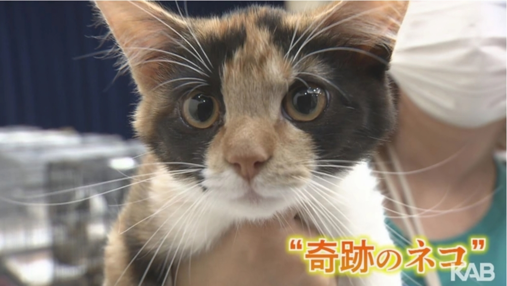 究竟是什麼原因三花毛色只會出現在雌性貓身上呢？