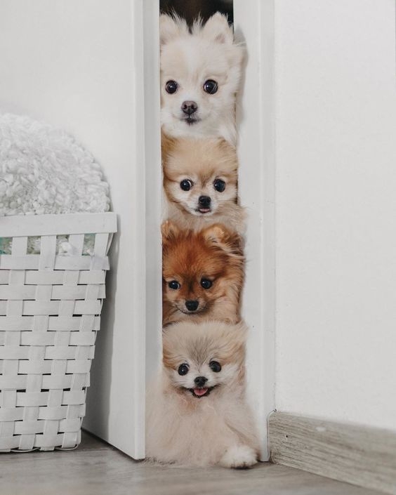 小型犬，由於其體型小巧、易於管理，成為許多單身人士和小家庭的理想選擇～