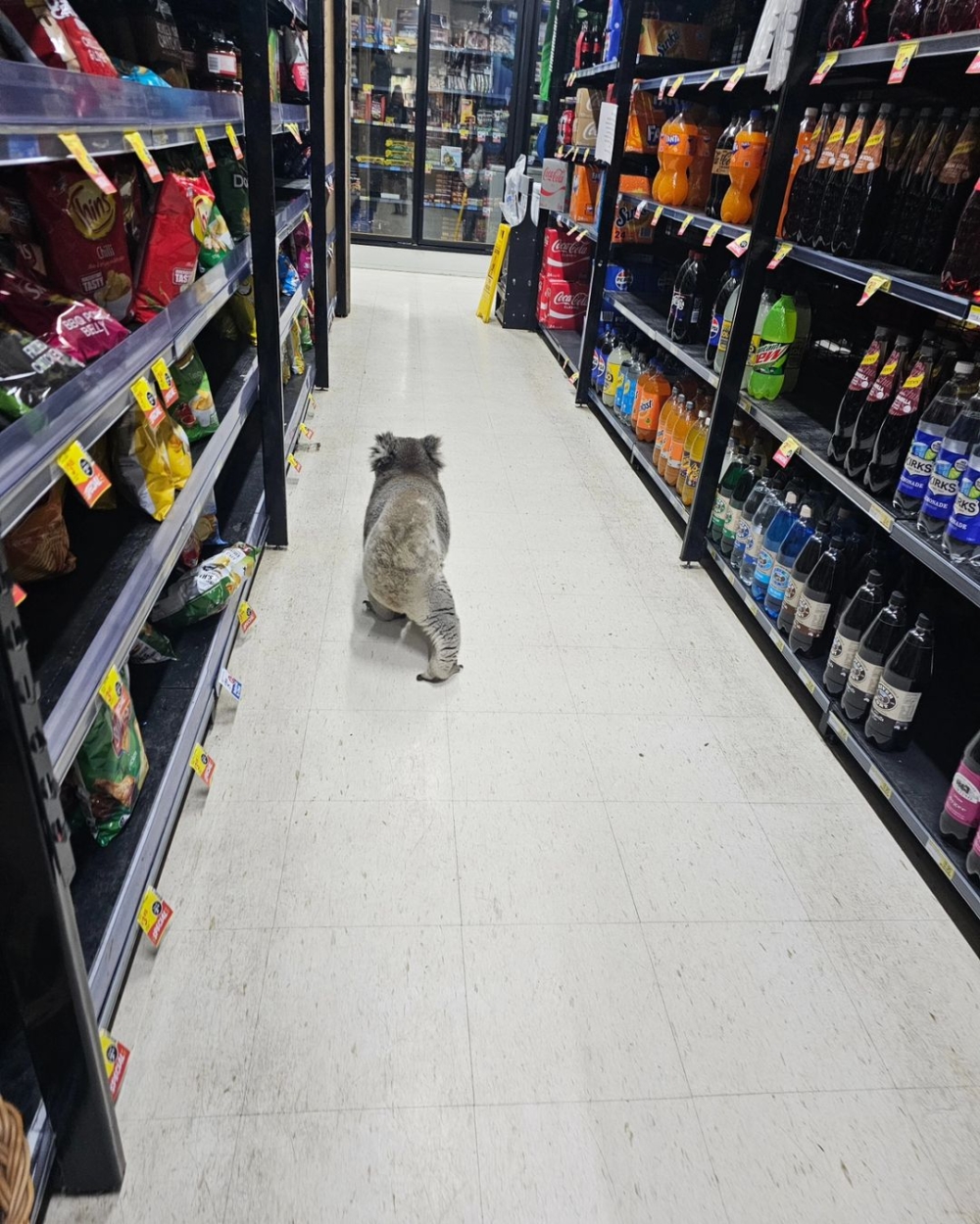 迷路的考拉卻誤闖進了人類的購物場所