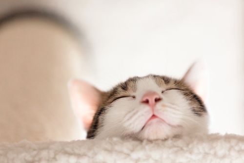 高齡貓咪常見疾病：牙齒及口腔疾病