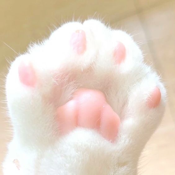 平頂型肉球：安靜優雅的孤傲