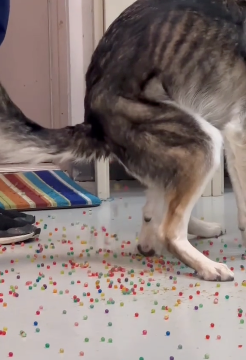 牠突然蹲下做出排便的動作，令人驚訝的是，從牠的肛門處竟排出了一顆顆五顏六色的「小球」