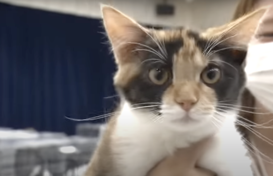 雄性三花貓的稀有性也讓牠們在市場上倍受珍視！