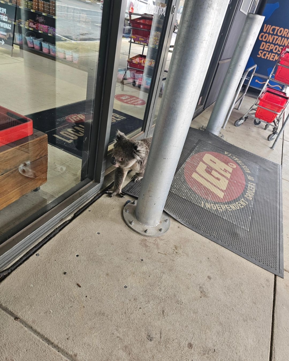 一隻可愛的考拉意外澳洲當地一家雜貨店